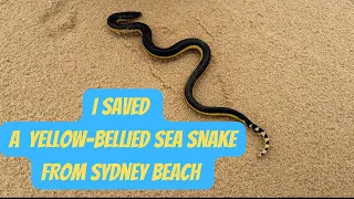 Saving A Yellow - Bellied Sea Snake in Sydney