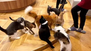 How to spend time at a cat café in Japan🐈 | Cat Café Nagoya Sakae