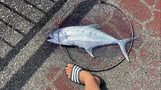 400’s Video! Bedok Jetty, Queenfish after Queenfish. I lost big Spanish Mackerel