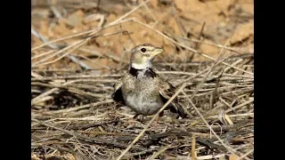 Calandra lark (Melanocorypha calandra) Γαλιάντρα - Μαυροτράσιηλος 4/9/2019 - Cyprus