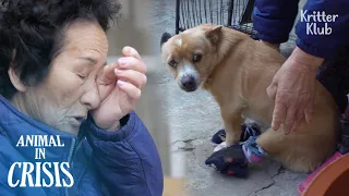 Grandma Is In Tears, Unable To Save Her Paralyzed Dog (Part 1) | Animal in Crisis Ep 291