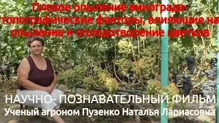 9. Плохое опыление винограда - влияние топографических факторов (лекция Пузенко Натальи Лариасовны)