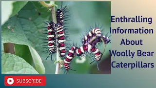 Enthralling Information About Woolly Bear Caterpillars