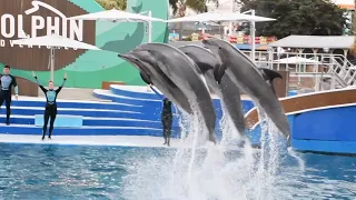 Dolphin Adventures (Full Show) - SeaWorld San Diego - January 3, 2024