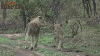 WildEarth - Sunrise - 20 November 2021