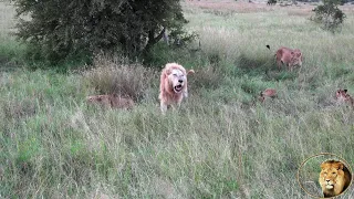 White Lion Attacks The Mother Of His Cubs