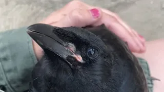 Woman raises crow and helps him return to the wild