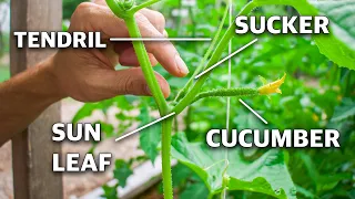 How To Prune Cucumber Plants, Grow Cucumbers NOT Leaves!