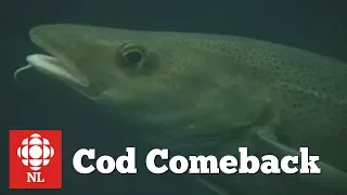 Cod Comeback in Newfoundland?