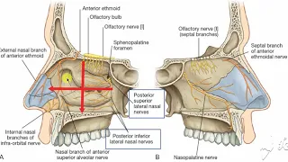 Nasal nerve supply 1