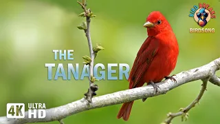 Relaxing Tanager Symphony: 5 Minutes of Calm Birdsong (4K)