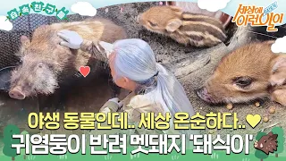 [#습속친구들] 😯야생 동물인데..세상 온순한 귀염둥이 반려 멧돼지 ‘돼식이’🐗#순간포착세상에이런일이 #WhatonEarth #SBSstory