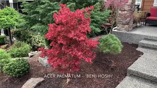 Japanese Maples - More Spring Color with Labels