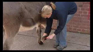 Picking out your donkey's feet
