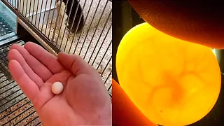 Мужчина нашел брошенное яйцо в зоомагазине, и вот, что вскоре из него вылупилось