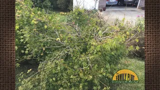 Q&A – How do I prune my Japanese maple? It was damaged by a late frost.