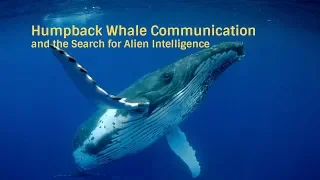 Humpback Whale Communication and the Search for Alien Intelligence | Stories of Impact