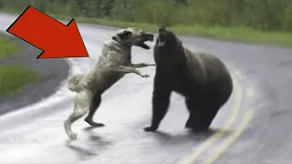 3 KANGAL ATTACKED A BEAR! Bear vs Kangal