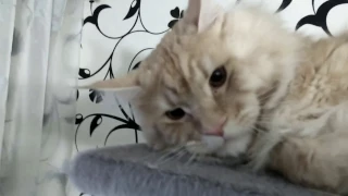 КотЭ Мейн-кун рычит и шипит как змея)))Maine Coon