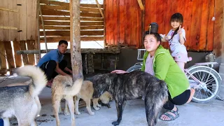 The Process of Building a Kitchen, Plowing the Rice Field and Preparing for Sowing Seeds