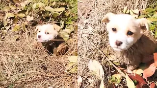 Lost stray puppy rolled in the mud, cried after being gently petted
