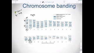 Lecture4a Cytogenetics