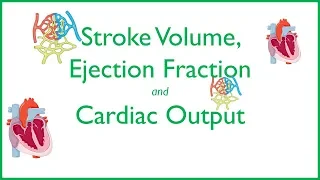 Cardiovascular Physiology Stroke Volume, Cardiac Output and Ejection Fraction