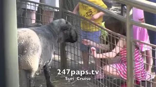Suri Cruise Feeds The Sheep at the Central Park Zoo in New York City
