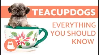 The Teacup Dog: Everything you need to know