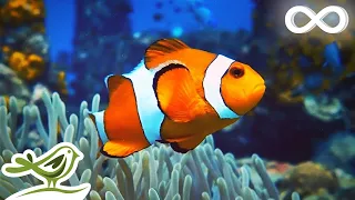 Calm Marimba Music & Water Sounds in Aquarium • Sleep, Relax, Spa, Yoga, Zen Meditation