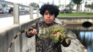 Florida iguana Hunting ! How to catch Iguana’s after summer showers
