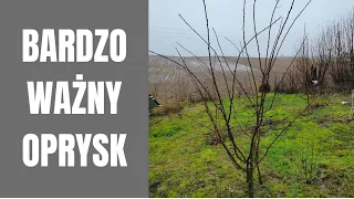 Najważniejszy oprysk drzewek i krzewów owocowych. Czym pryskać? jak i kiedy?