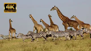 Zebras and Giraffes