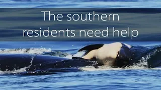 Emergency order needed for southern resident killer whales