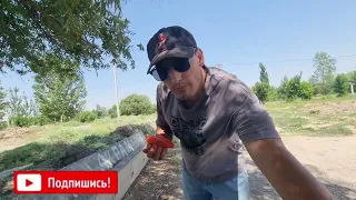 Конибодом нархи тарбуз охири Бобокалонов