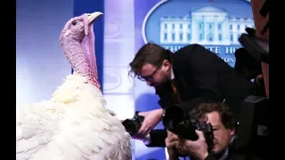 The surprising history behind the Thanksgiving turkey pardon