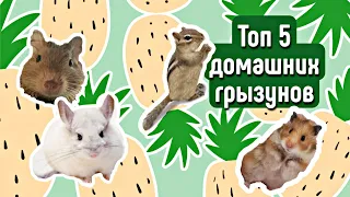 ТОП 5 ДОМАШНИХ ГРЫЗУНОВ🐿🐭кого можно купить яХрумка