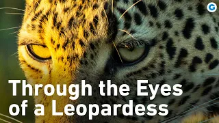 Secrets of the Serengeti: The Elusive Leopardess and Her Legacy | Extra Long Documentary