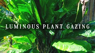 ABSOLUTE CALM! Luminous Plant in Therapeutic Garden, SLOW MOTION HD | Nature Gazing Healing