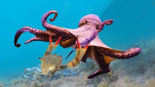Octopus vs Crab | Moray eel vs Moray eel | Moray eel vs Lobster | Life in Deep Sea