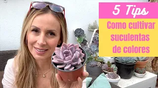 👩🏼‍🌾 5 Tips para cultivar suculentas de colores