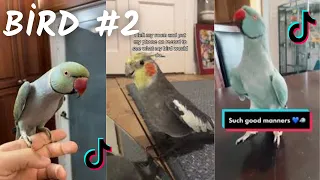 Funny Bird  TikTok Compilation  2023  4K   PART 2