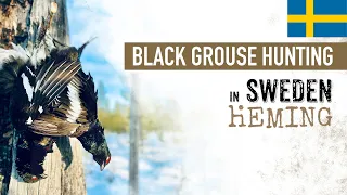 What a perfect Valentine's day 🖤: Black grouse 💥Hunting💥 in SWEDEN 🇸🇪
