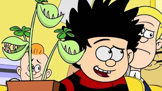 Dennis' Venus Fly Trap! | Dennis the Menace and Gnasher | S04 E32-34 | Full Episode Compilation!