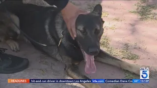 Meet Bosco: LAPD drug dog that sniffed out drugs, gun, cash from vending machine