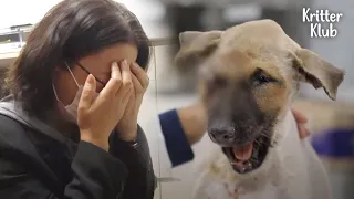 Unbelievable Things Do Happen To Dogs On The Street (Part 2) | Kritter Klub