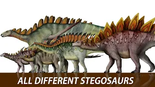 The 20 Different Types Of Stegosaurs