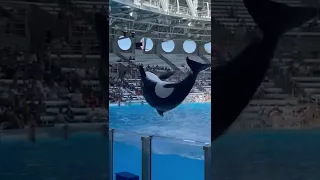 Big Splash!!! Orca Show at Sea World!