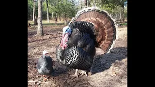 Guinea Fowl vs Turkey Hen