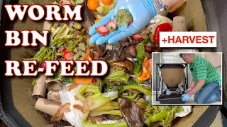 Massive Feeding & Harvest After 68 Days In My Urban Worm Bag | Vermicompost Worm Farm